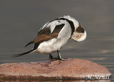 Long-tailed Duck