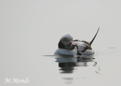 Long-tailed Duck