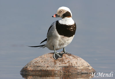 Long-tailed Duck