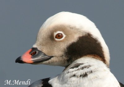 Long-tailed Duck