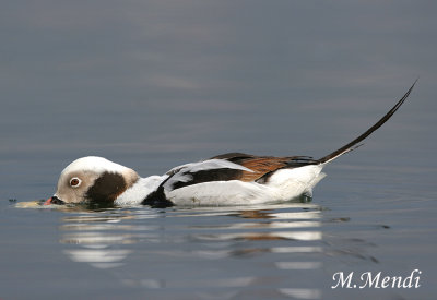 Long-tailed Duck