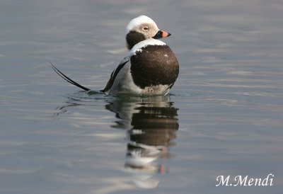 Long-tailed Duck