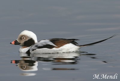 Long-tailed Duck