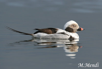 Long-tailed Duck