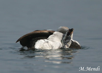 Long-tailed Duck