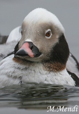 Long-tailed Duck