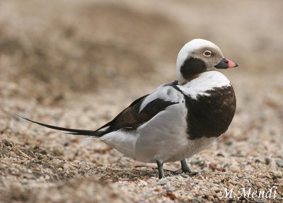 Long-tailed Duck