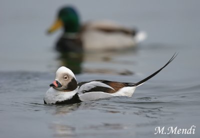 Long-tailed Duck
