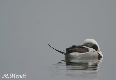 Long-tailed Duck