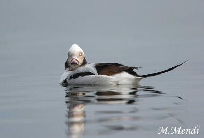 Long-tailed Duck