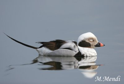 Long-tailed Duck