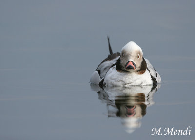 Long-tailed Duck