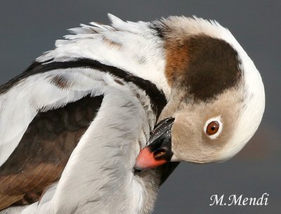 Long-tailed Duck
