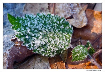 Frosty Leaf