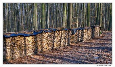 Wood Piles