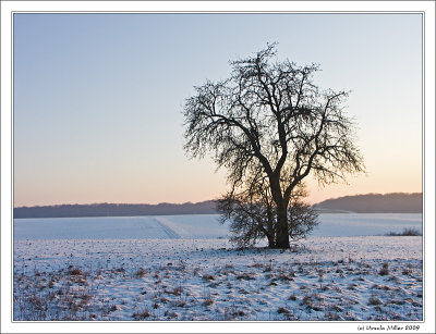 Lonely Tree