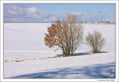 Snowy Scene