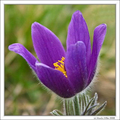 Pasqueflower