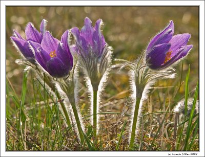 Pasqueflowers