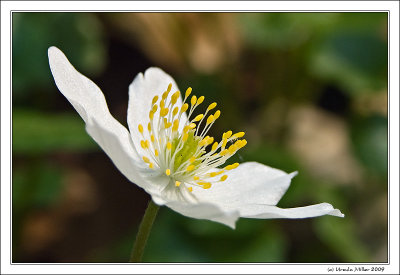 Wood Anemone