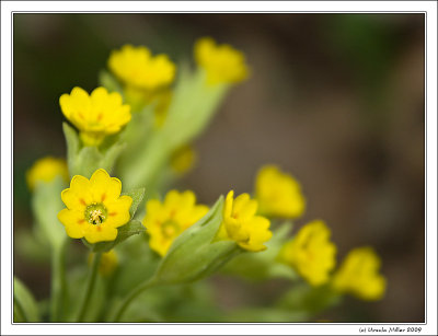 Primroses