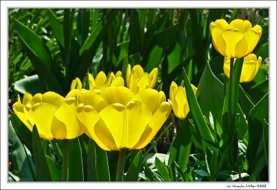 Yellow Tulips