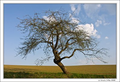 Apple Tree