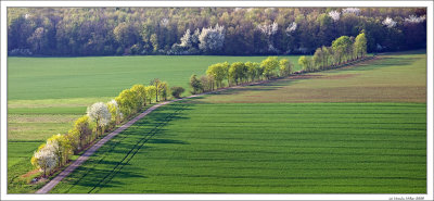 Line of Trees