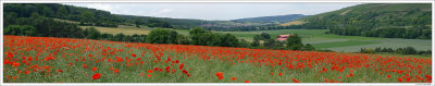 Poppy Field