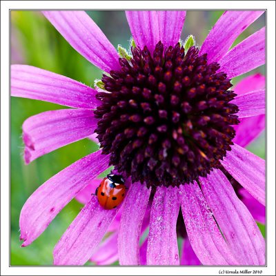 Lady Bug Visiting Echinacea