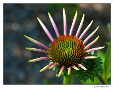 Echinacea