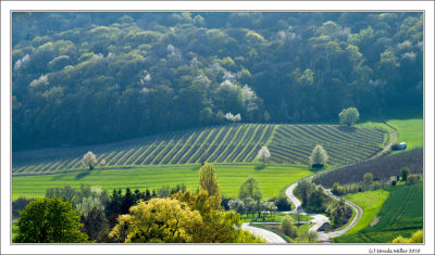 Vineyards near Castell