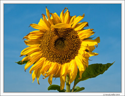 Late Sunflower