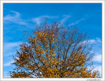 Autumn Tree