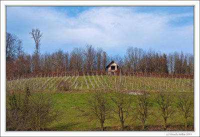 Rural Vineyard