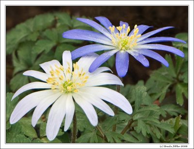 Caucasian Wood Annemones