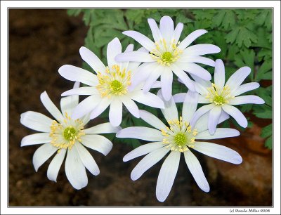 Caucasian Wood Annemones