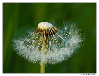 Dandelion