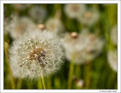 Dandelion