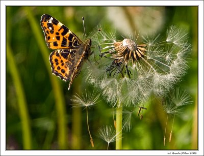 Dandelion and Butterfly