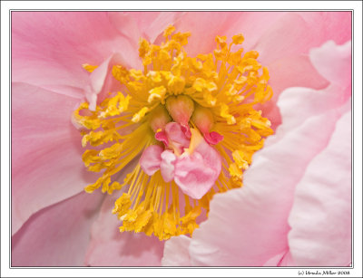 Peony