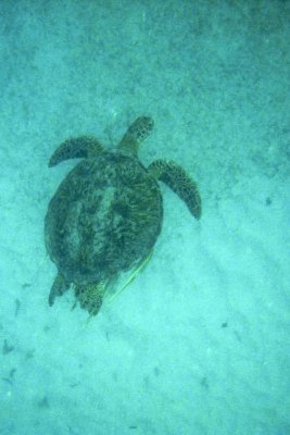 021-sea turtle in baie des chevaliers.jpg