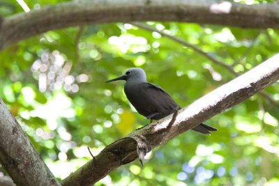 095-black bird of cousin.jpg