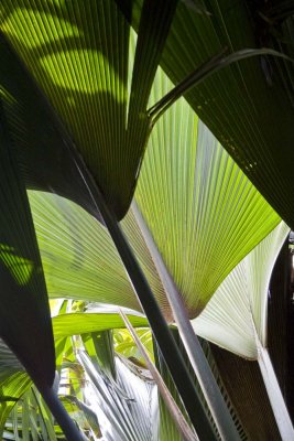 121-palm leaves.jpg