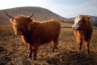 Highland Cows, Glen Orchy