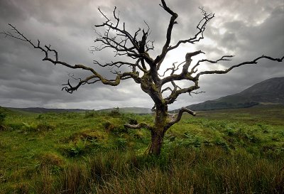 Dead Tree, Skye