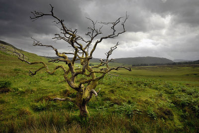 Dead Tree, Skye