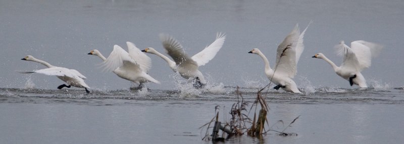 kleine zwaan aersolsweerden 12-12-2007 5.jpg