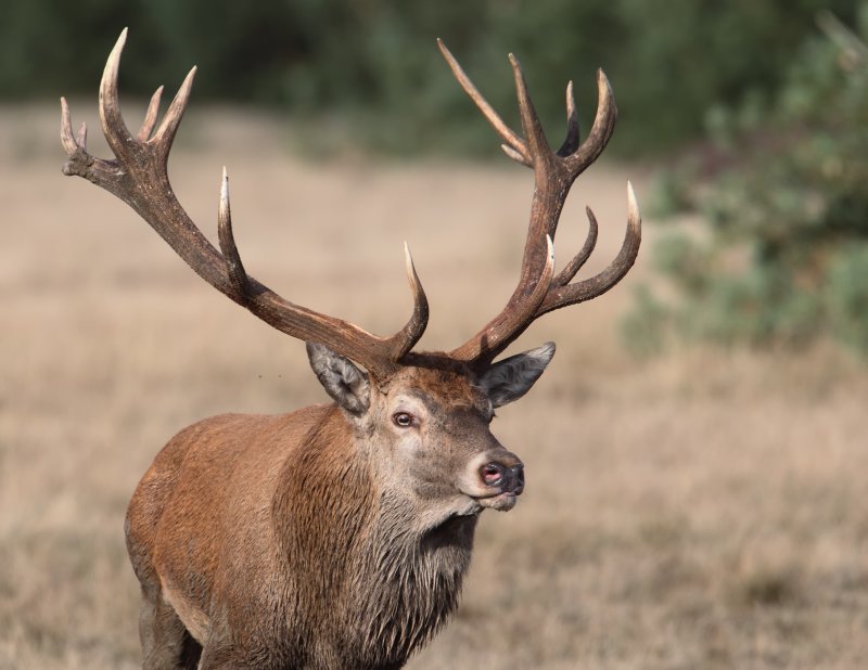 edelhert hoge veluwe 17-09-2010 4.jpg