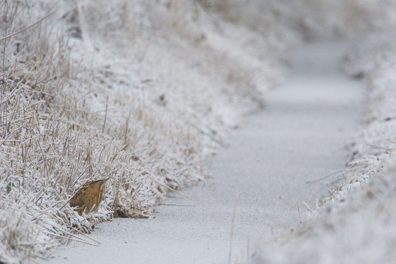roerdomp 17-12-2010 stobbenweg 6.jpg